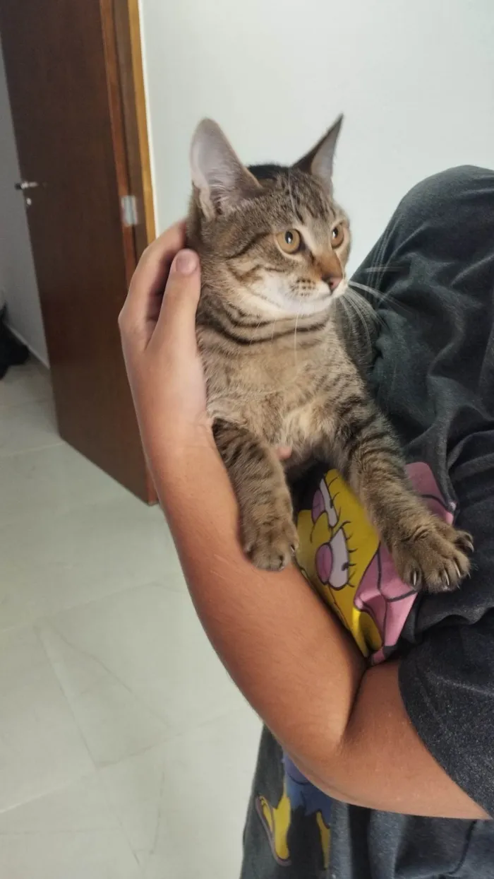 Gato ra a SRD-ViraLata idade 2 a 6 meses nome tigrinho e frajola