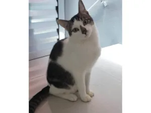 Gato raça SRD-ViraLata idade 2 a 6 meses nome tigrinho e frajola