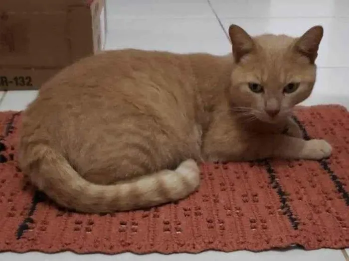 Gato ra a SRD-ViraLata idade 2 anos nome LELO
