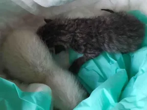 Gato raça SRD-ViraLata idade Abaixo de 2 meses nome Gato