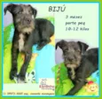 Bijú