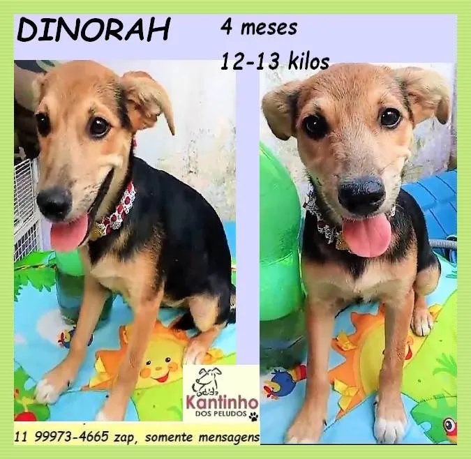 Cachorro ra a SRD-ViraLata idade 2 a 6 meses nome Dinorah