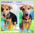 Dinorah