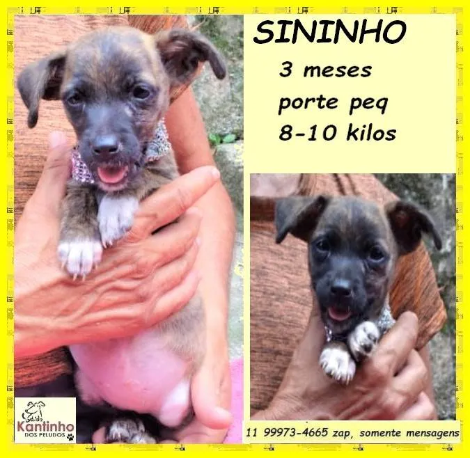 Cachorro ra a SRD-ViraLata idade 2 a 6 meses nome Sininho