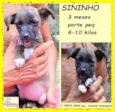 Sininho