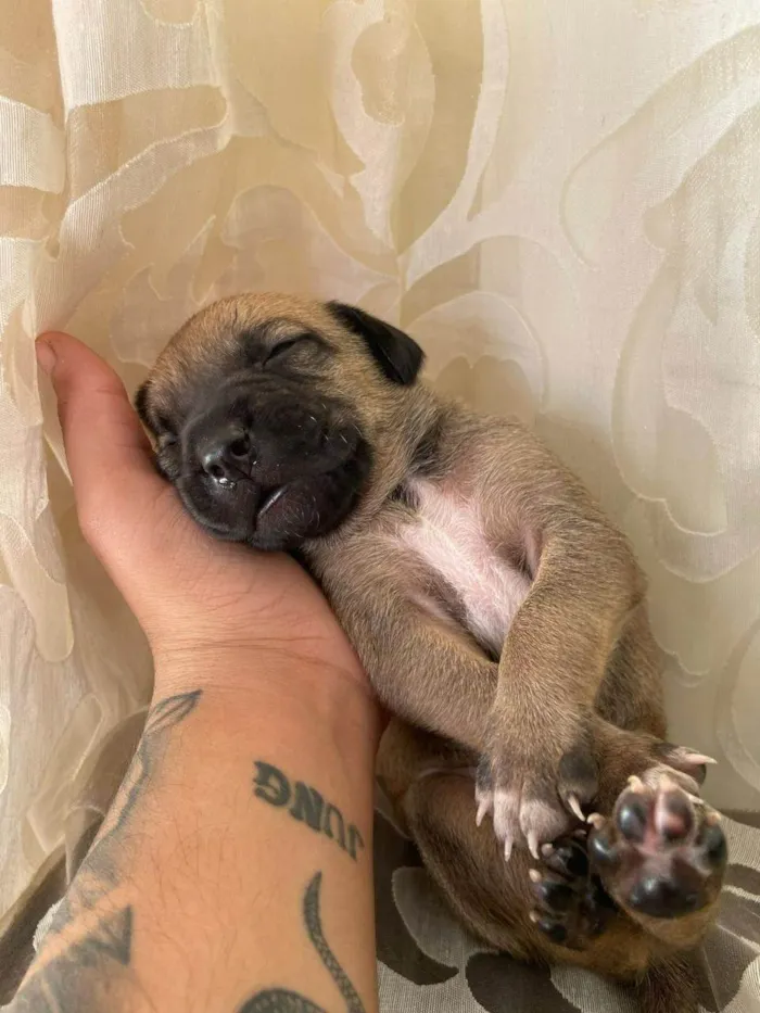 Cachorro ra a SRD-ViraLata idade Abaixo de 2 meses nome caramelo