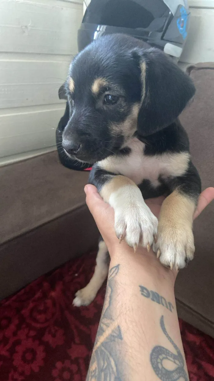 Cachorro ra a SRD-ViraLata idade 2 a 6 meses nome preta