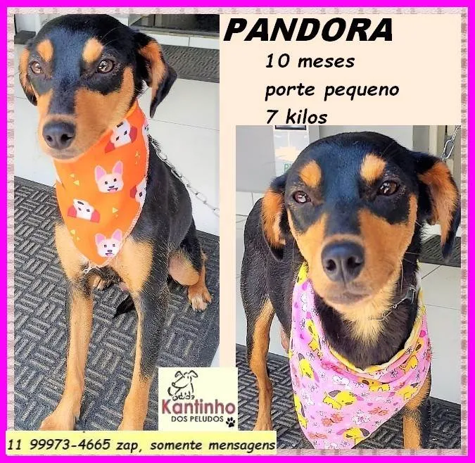 Cachorro ra a SRD-ViraLata idade 7 a 11 meses nome Pandora