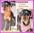 Pandora