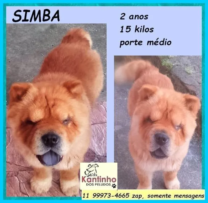 Cachorro ra a Chow Chow idade 2 anos nome Simba