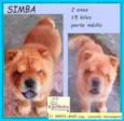 Simba
