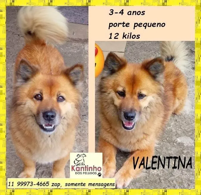 Cachorro ra a SRD-ViraLata idade 3 anos nome Valentina
