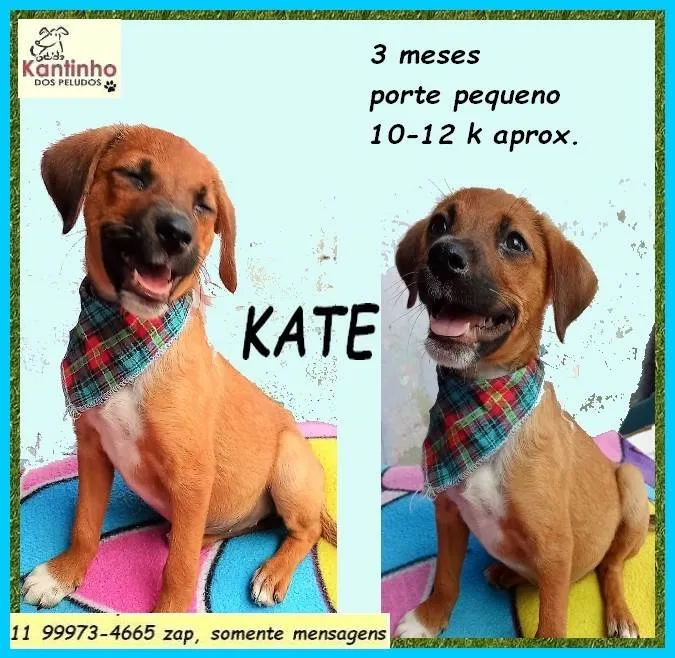 Cachorro ra a SRD-ViraLata idade 2 a 6 meses nome Kate