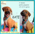 Kate