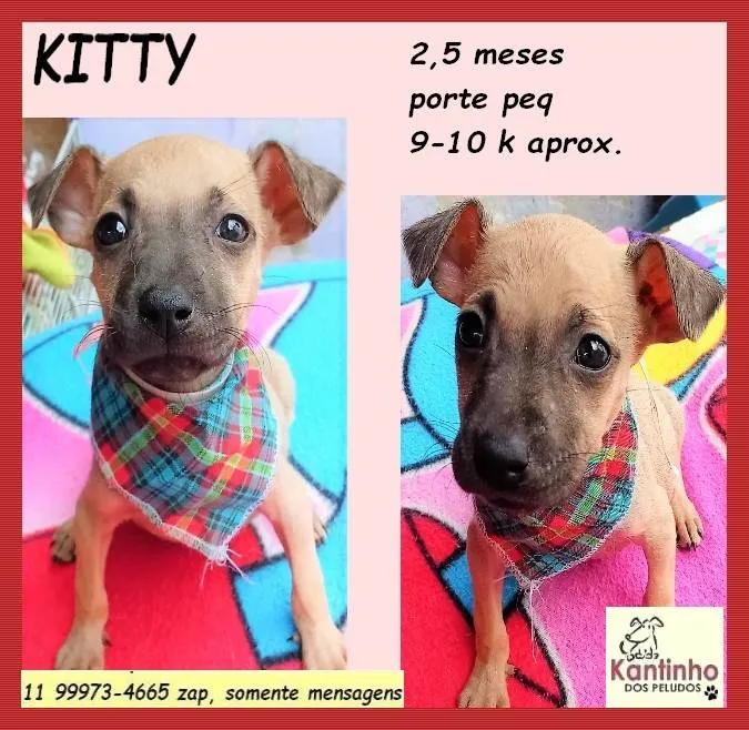 Cachorro ra a SRD-ViraLata idade 2 a 6 meses nome Kitty