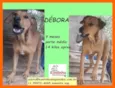 Debora