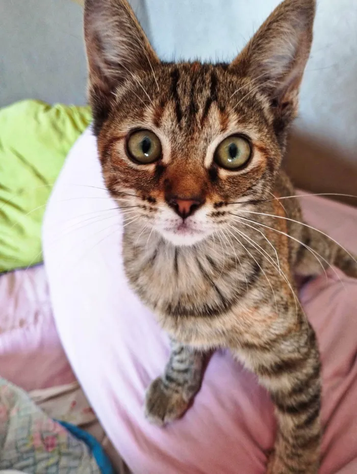 Cachorro ra a SRD-ViraLata idade 2 a 6 meses nome Selene