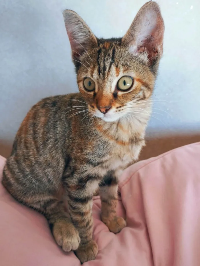 Cachorro ra a SRD-ViraLata idade 2 a 6 meses nome Selene