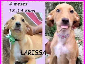 Cachorro raça SRD-ViraLata idade 2 a 6 meses nome Larissa