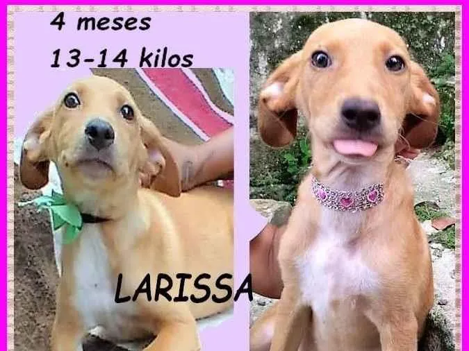 Cachorro ra a SRD-ViraLata idade 2 a 6 meses nome Larissa