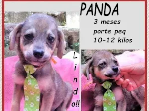 Cachorro raça SRD-ViraLata idade 2 a 6 meses nome Panda