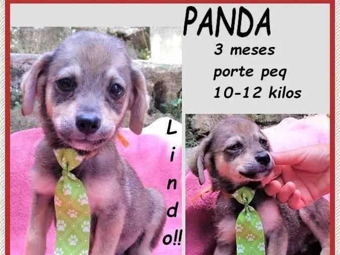 Cachorro ra a SRD-ViraLata idade 2 a 6 meses nome Panda
