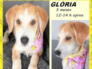 Cachorro raça SRD-ViraLata idade 2 a 6 meses nome Glória