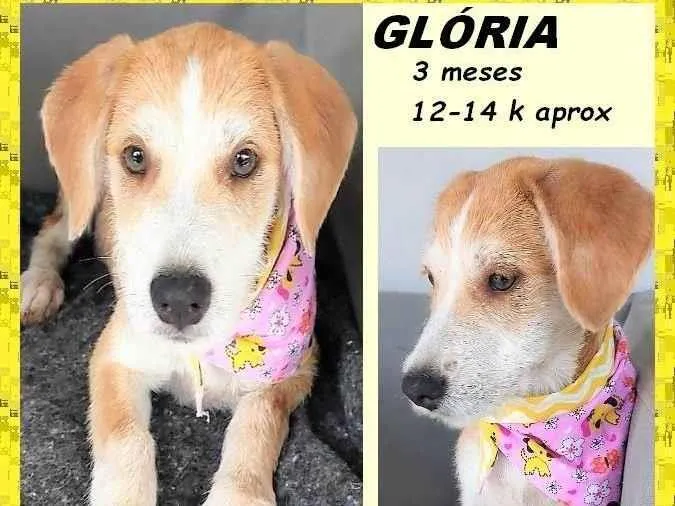 Cachorro ra a SRD-ViraLata idade 2 a 6 meses nome Glória