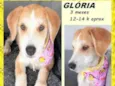 Glória