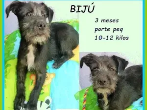 Cachorro raça SRD-ViraLata idade 2 a 6 meses nome Bijú
