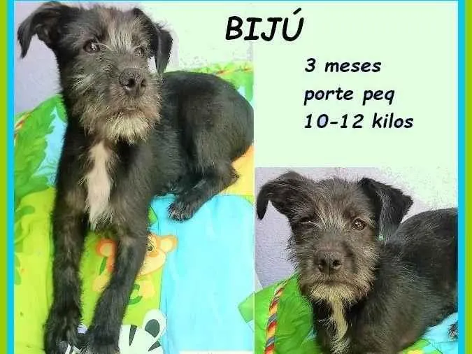 Cachorro ra a SRD-ViraLata idade 2 a 6 meses nome Bijú