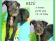Bijú