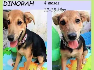 Cachorro raça SRD-ViraLata idade 2 a 6 meses nome Dinorah