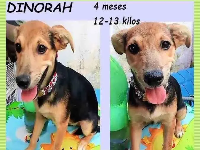 Cachorro ra a SRD-ViraLata idade 2 a 6 meses nome Dinorah
