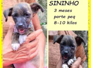 Cachorro raça SRD-ViraLata idade 2 a 6 meses nome Sininho