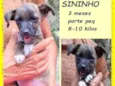 Sininho