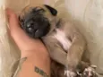 caramelo