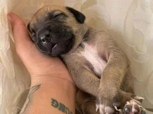 Cachorro raça SRD-ViraLata idade Abaixo de 2 meses nome caramelo