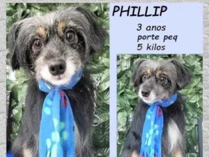 Cachorro raça SRD-ViraLata idade 3 anos nome Philip