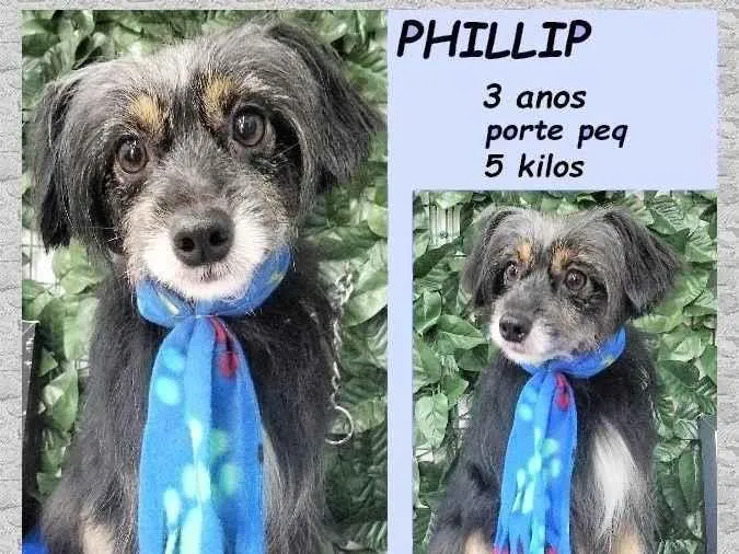 Cachorro ra a SRD-ViraLata idade 3 anos nome Philip