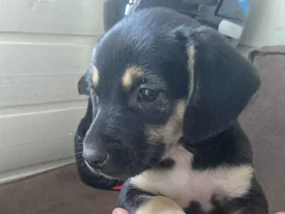 Cachorro raça SRD-ViraLata idade 2 a 6 meses nome preta