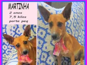Cachorro raça SRD-ViraLata idade 2 anos nome Martinha