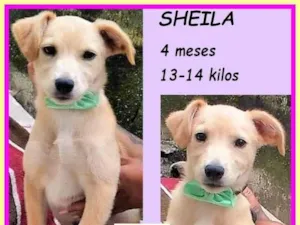 Cachorro raça SRD-ViraLata idade 2 a 6 meses nome Sheila