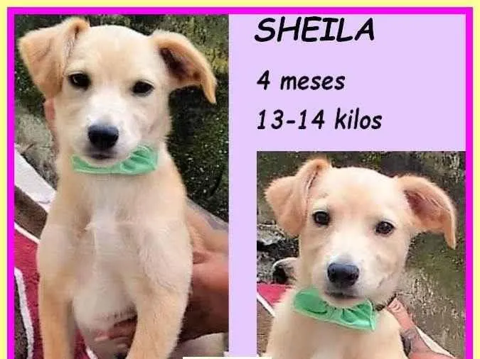 Cachorro ra a SRD-ViraLata idade 2 a 6 meses nome Sheila