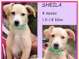 Sheila