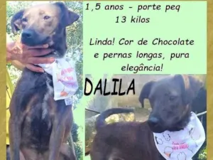 Cachorro raça SRD-ViraLata idade 1 ano nome Dalila