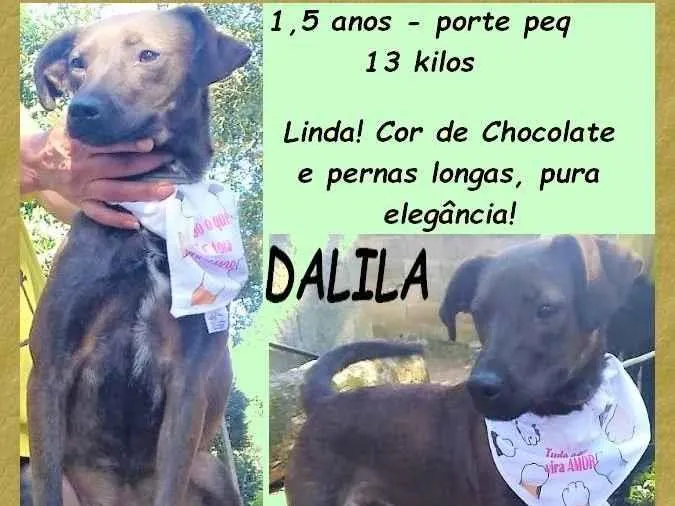 Cachorro ra a SRD-ViraLata idade 1 ano nome Dalila