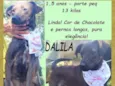 Dalila