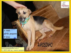 Cachorro raça SRD-ViraLata idade 6 ou mais anos nome Raposinho