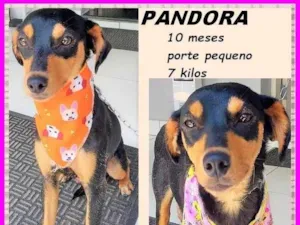 Cachorro raça SRD-ViraLata idade 7 a 11 meses nome Pandora